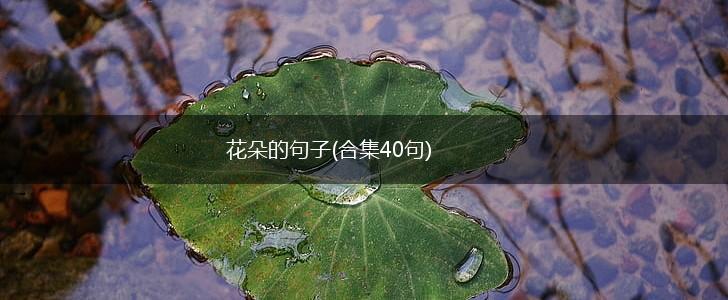 花朵的句子(合集40句),第1张