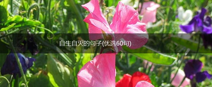 自生自灭的句子(优选60句),第1张