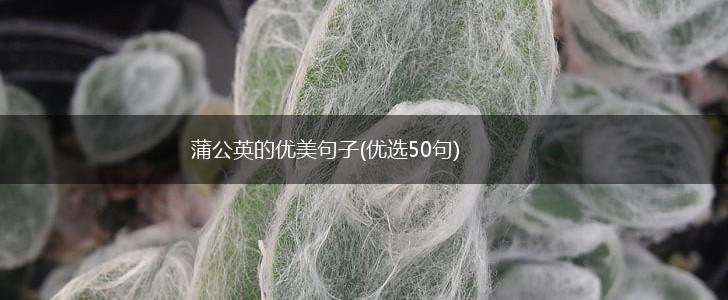 蒲公英的优美句子(优选50句),第1张