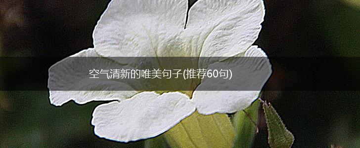 空气清新的唯美句子(推荐60句),第1张