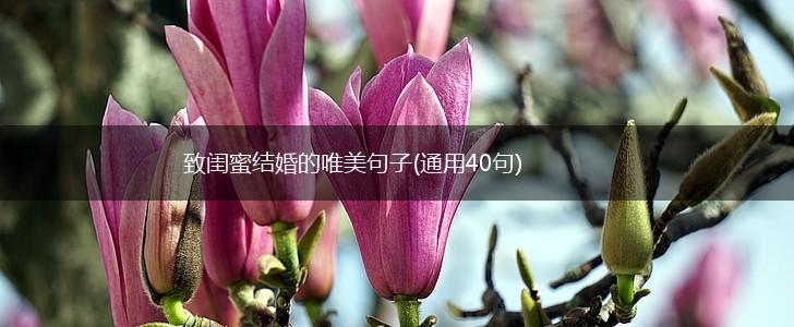 致闺蜜结婚的唯美句子(通用40句),第1张