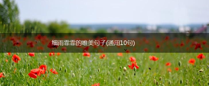 细雨霏霏的唯美句子(通用10句),第1张