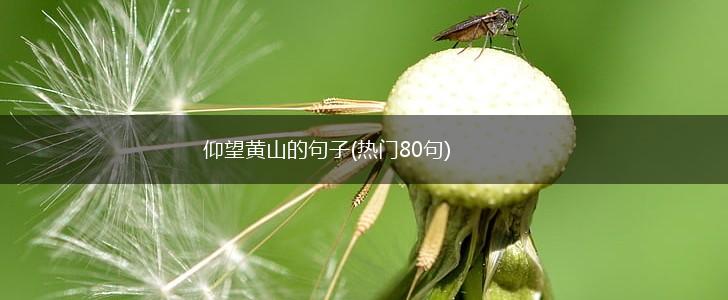 仰望黄山的句子(热门80句),第1张