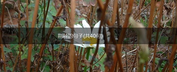 荆棘的句子(共40句),第1张