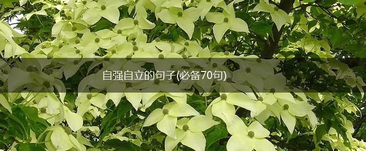 自强自立的句子(必备70句),第1张