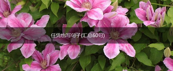 任凭也写句子(汇总60句),第1张