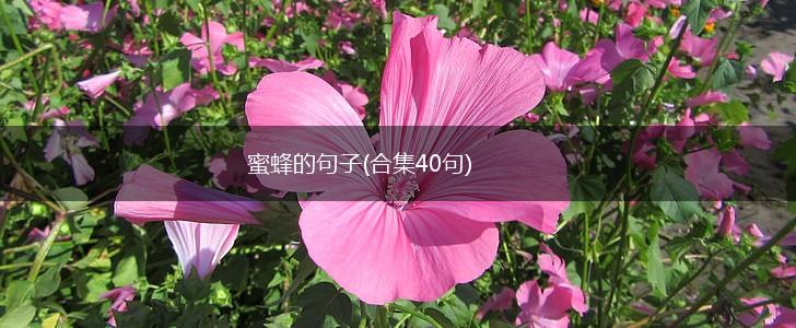 蜜蜂的句子(合集40句),第1张