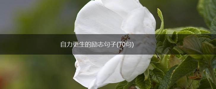 自力更生的励志句子(70句),第1张