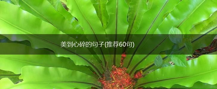 美到心碎的句子(推荐60句),第1张