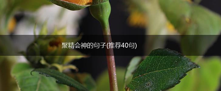 聚精会神的句子(推荐40句),第1张