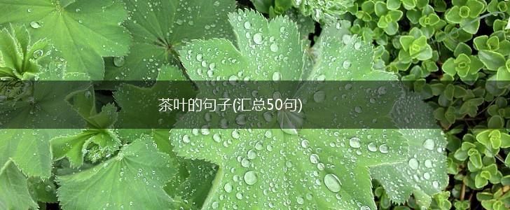 茶叶的句子(汇总50句),第1张