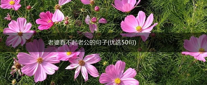 老婆看不起老公的句子(优选50句),第1张