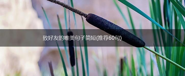 致好友的唯美句子简短(推荐60句),第1张
