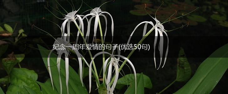 纪念一周年爱情的句子(优选50句),第1张