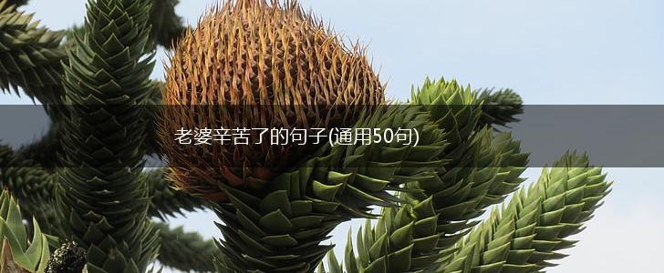 老婆辛苦了的句子(通用50句),第1张 老婆辛苦了的句子(通用50句),第1张