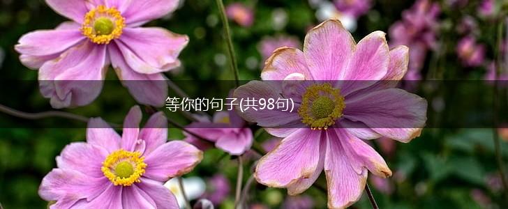 等你的句子(共98句),第1张