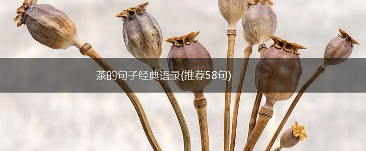 茶的句子经典语录(推荐58句),第1张