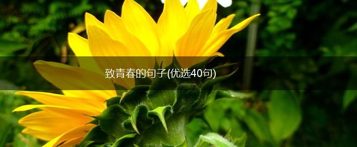 致青春的句子(优选40句),第1张