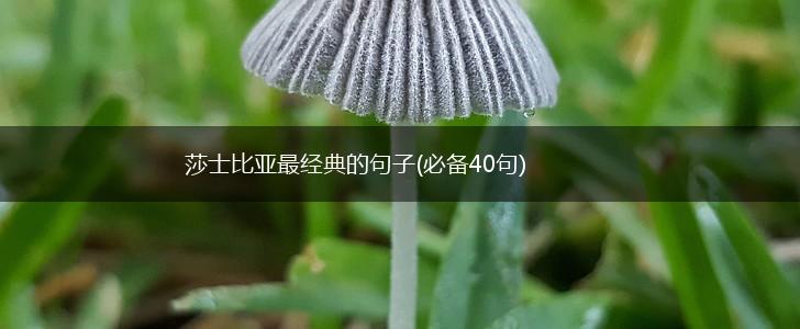 莎士比亚最经典的句子(必备40句),第1张