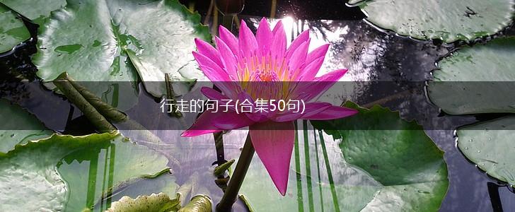 行走的句子(合集50句),第1张