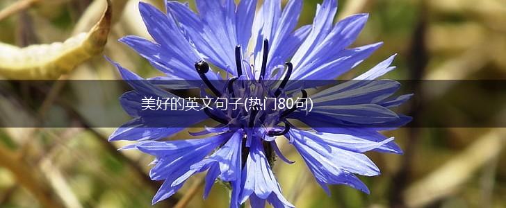 美好的英文句子(热门80句),第1张