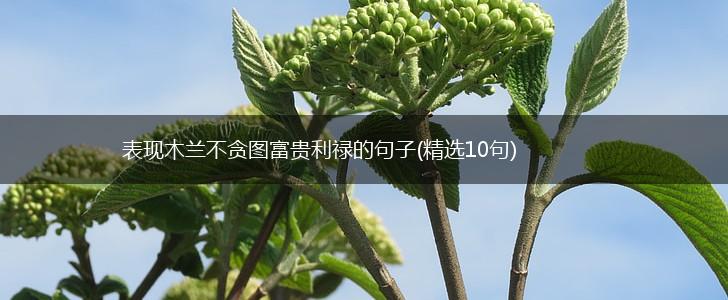 表现木兰不贪图富贵利禄的句子(精选10句),第1张