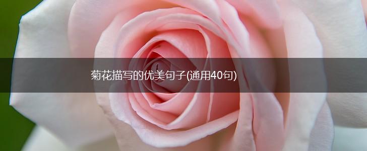 菊花描写的优美句子(通用40句),第1张