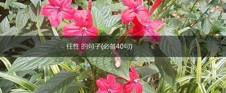 任性 的句子(必备40句),第1张
