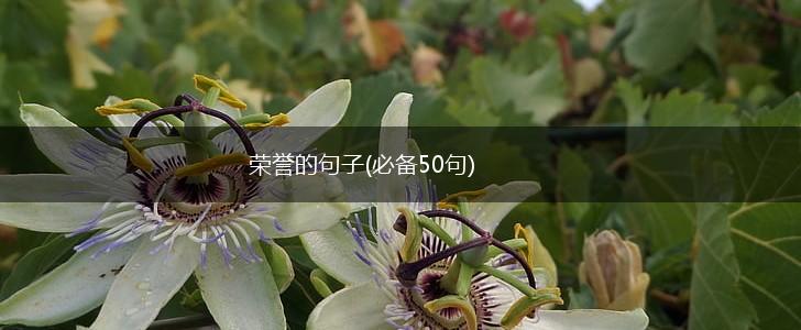 荣誉的句子(必备50句),第1张