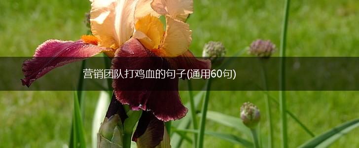 营销团队打鸡血的句子(通用60句),第1张