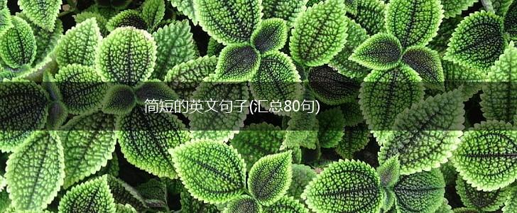 简短的英文句子(汇总80句),第1张