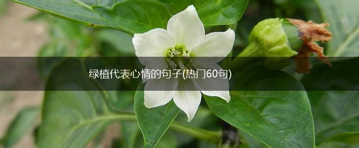 绿植代表心情的句子(热门60句),第1张
