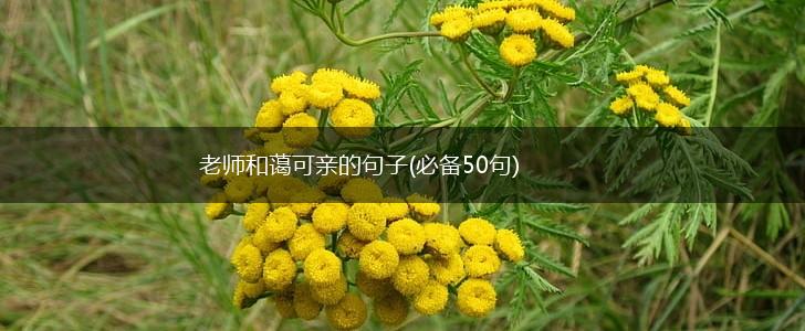 老师和蔼可亲的句子(必备50句),第1张