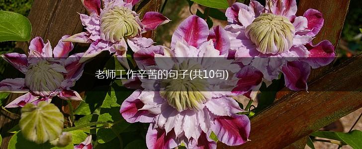 老师工作辛苦的句子(共10句),第1张