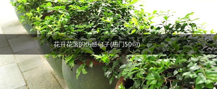 花开花落的伤感句子(热门50句),第1张