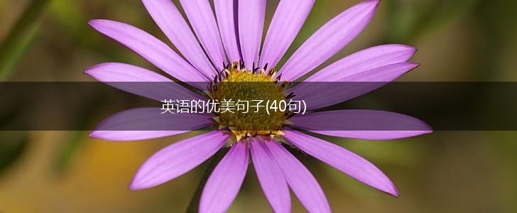 英语的优美句子(40句),第1张