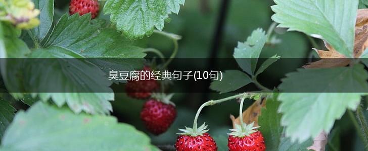 臭豆腐的经典句子(10句),第1张