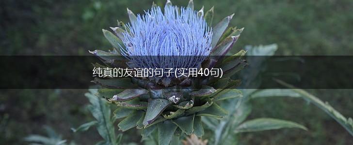 纯真的友谊的句子(实用40句),第1张