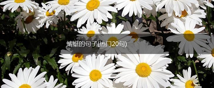 蜻蜓的句子(热门20句),第1张