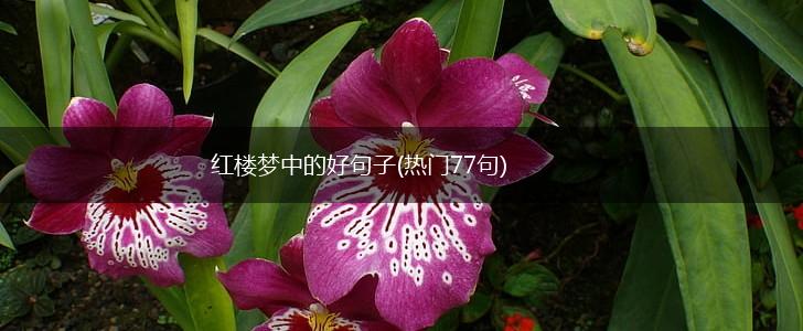 红楼梦中的好句子(热门77句),第1张