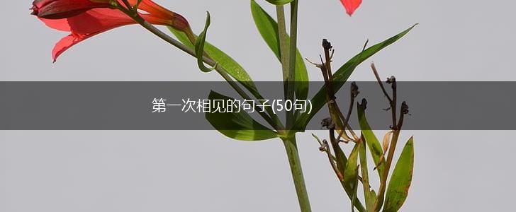 第一次相见的句子(50句),第1张