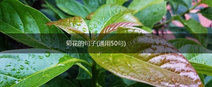 菊花的句子(通用50句),第1张