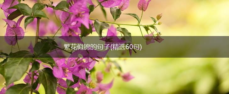 繁花似锦的句子(精选60句),第1张