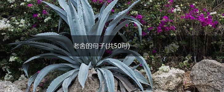 老舍的句子(共50句),第1张