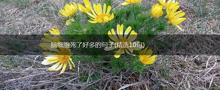 脑细胞死了好多的句子(精选10句),第1张