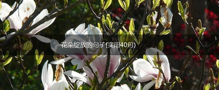 花朵绽放的句子(实用40句),第1张