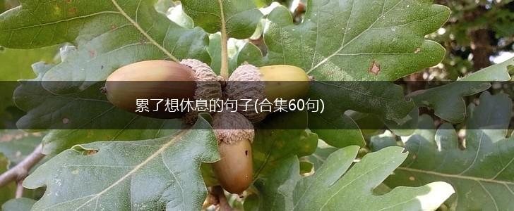 累了想休息的句子(合集60句),第1张