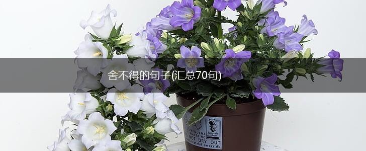 舍不得的句子(汇总70句),第1张