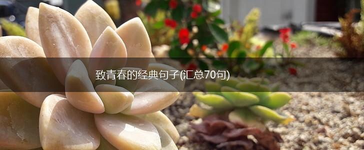 致青春的经典句子(汇总70句),第1张