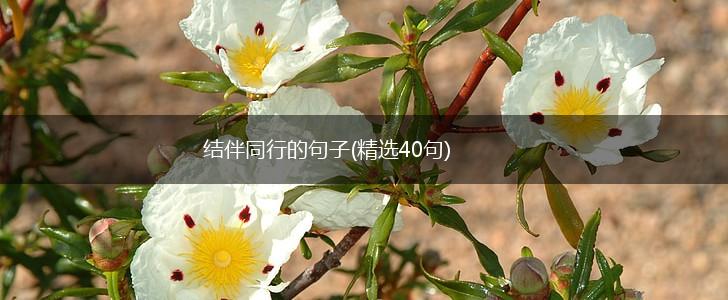 结伴同行的句子(精选40句),第1张